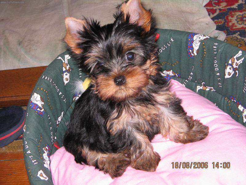 Foto: Phoebe �t�n�tkem